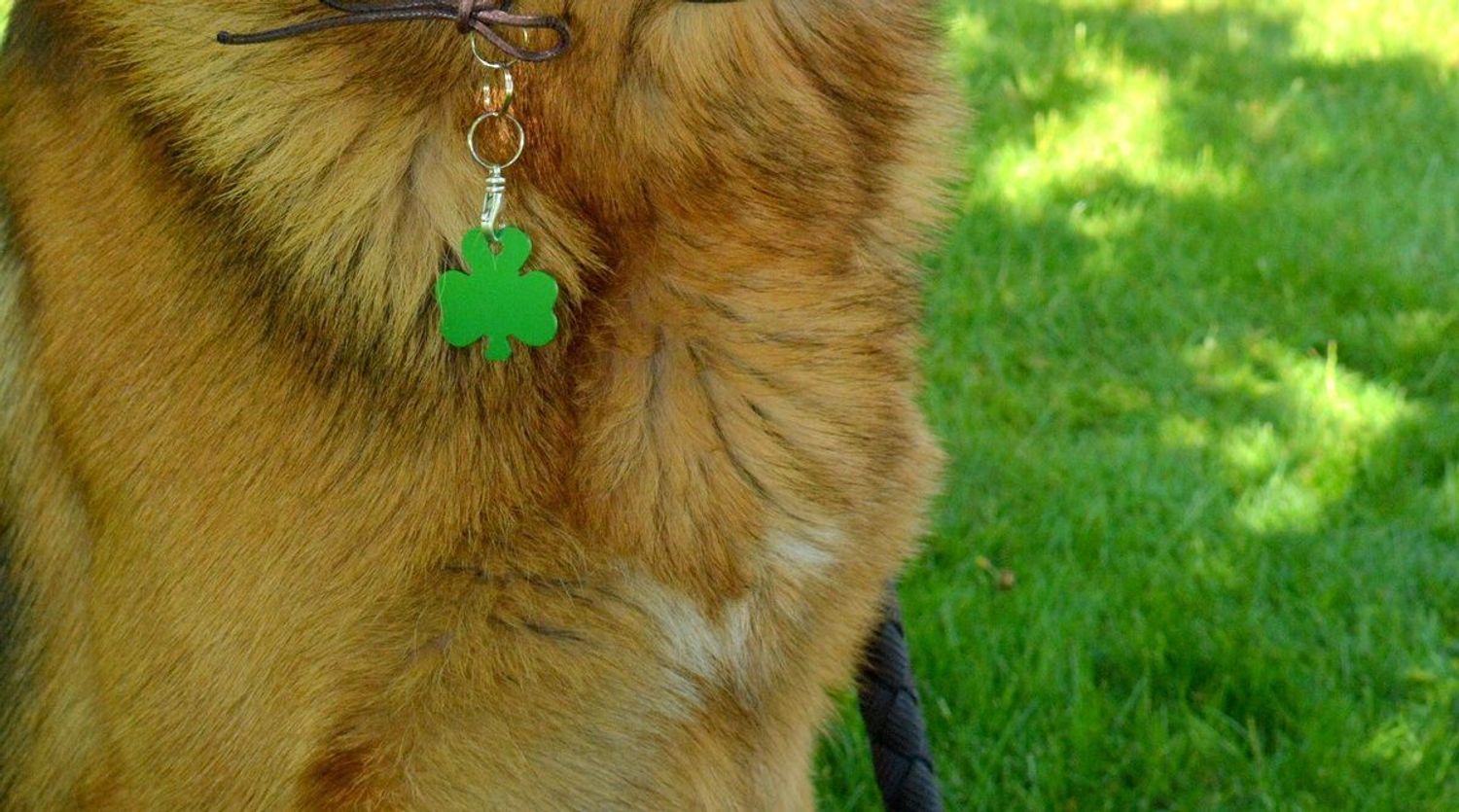 Blaszka dla pupila koniczynka 3,2 cm z miejscem na grawer Koniczynka green L. Blaszka w formie adresówki, identyfikatora dla psa. Blaszka z miejscem na grawer. Na adresówce możemy wygrawerować np. imię psa i nr telefonu do wła.jpg